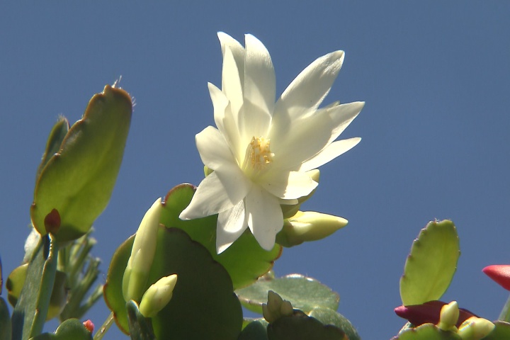 Easter cactus blooms for the holiday and beyond